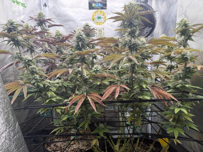 Wizard Trees Broadway Runtz 📺. Week 15