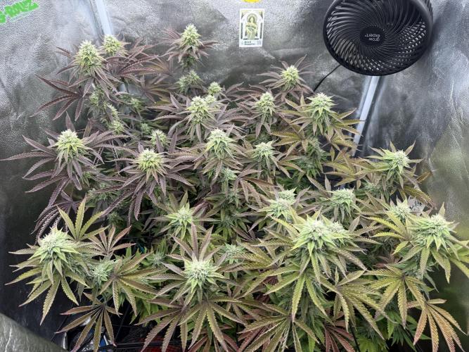 Wizard Trees Broadway Runtz 📺. Week 15