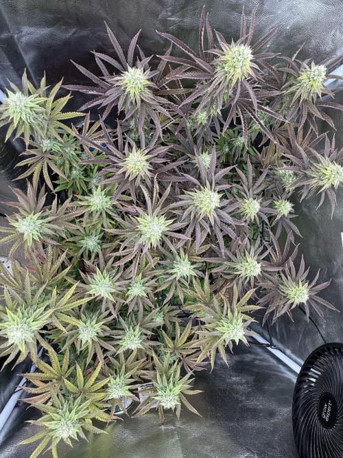 Wizard Trees Broadway Runtz 📺. Week 15