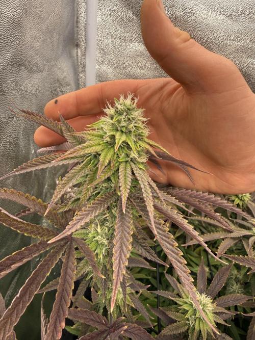 Wizard Trees Broadway Runtz 📺. Week 15