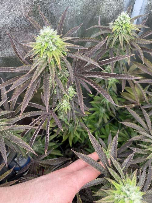 Wizard Trees Broadway Runtz 📺. Week 15