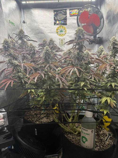 Wizard Trees Broadway Runtz 📺. Week 16