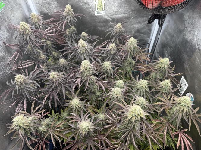 Wizard Trees Broadway Runtz 📺. Week 16