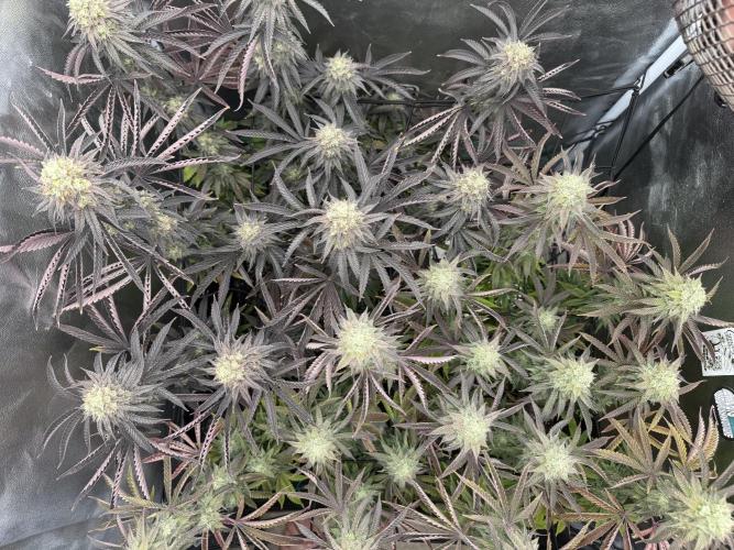 Wizard Trees Broadway Runtz 📺. Week 16