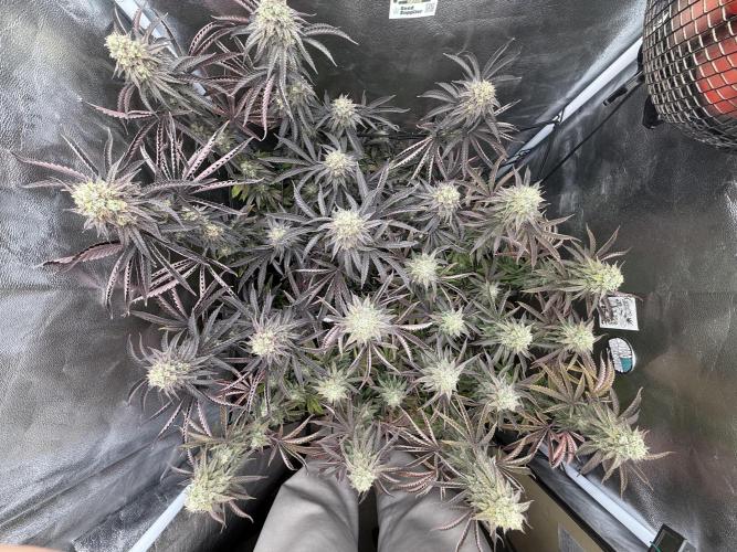 Wizard Trees Broadway Runtz 📺. Week 16