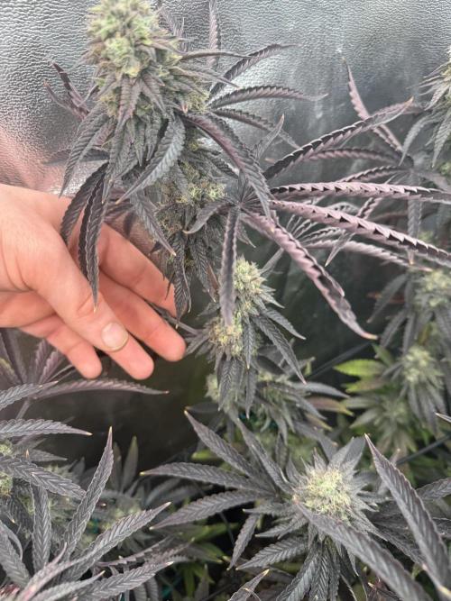 Wizard Trees Broadway Runtz 📺. Week 16