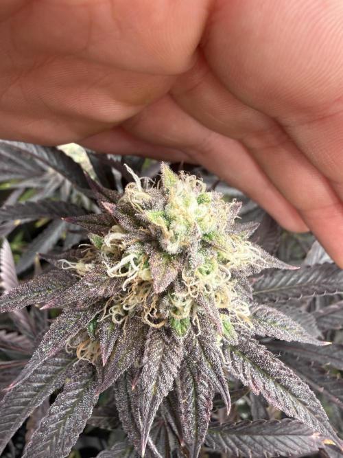 Wizard Trees Broadway Runtz 📺. Week 16