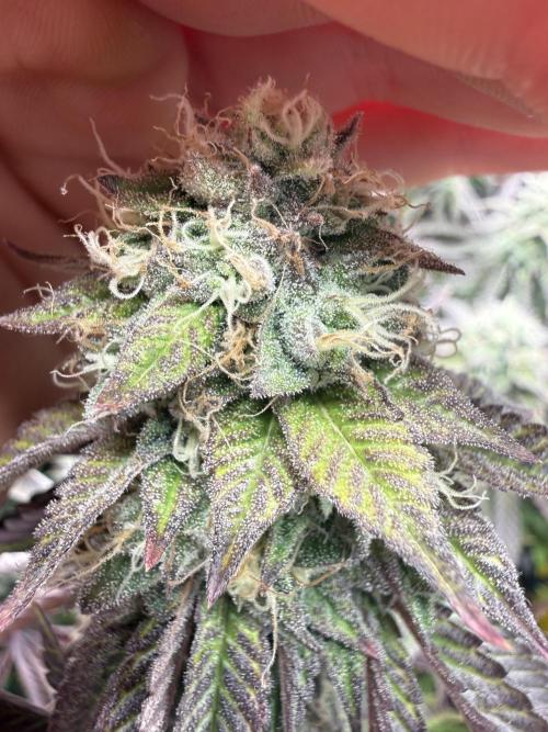 Wizard Trees Broadway Runtz 📺. Week 16
