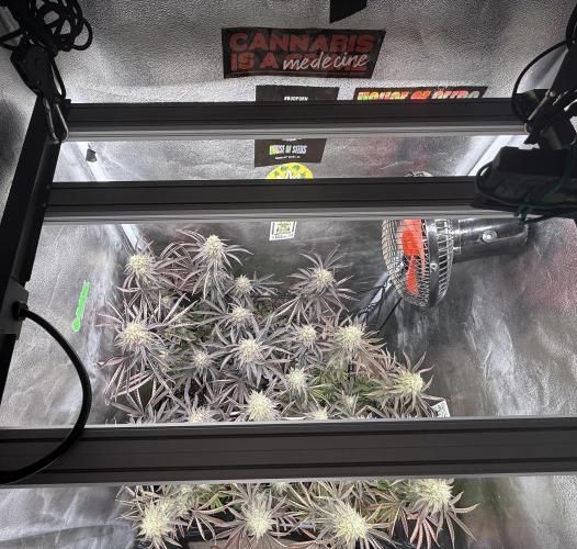Wizard Trees Broadway Runtz 📺. Week 16