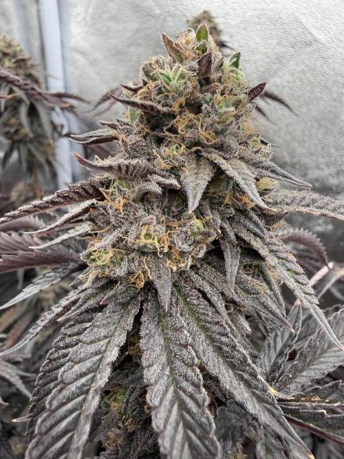 Wizard Trees Broadway Runtz 📺. Week 19