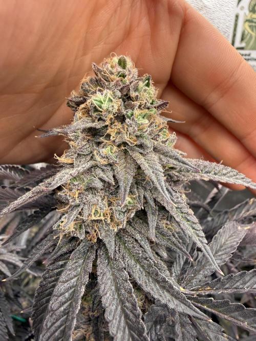Wizard Trees Broadway Runtz 📺. Week 19