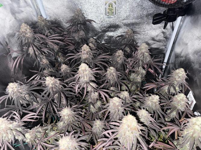 Wizard Trees Broadway Runtz 📺. Week 19