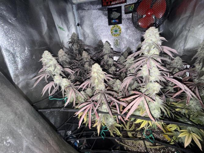 Wizard Trees Broadway Runtz 📺. Week 19