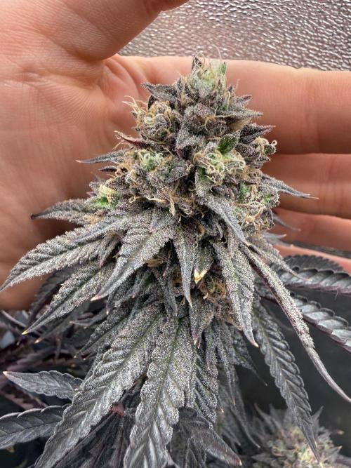 Wizard Trees Broadway Runtz 📺. Week 19