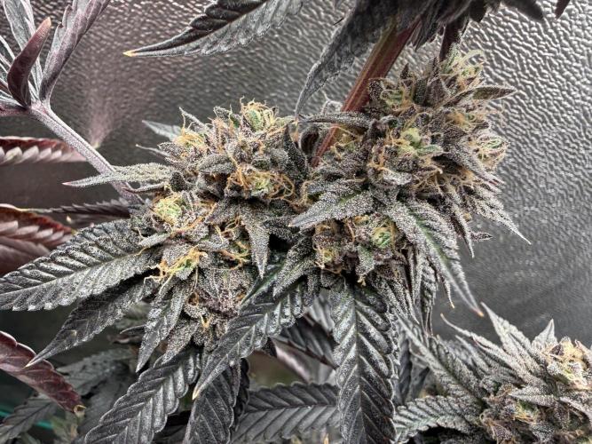 Wizard Trees Broadway Runtz 📺. Week 19