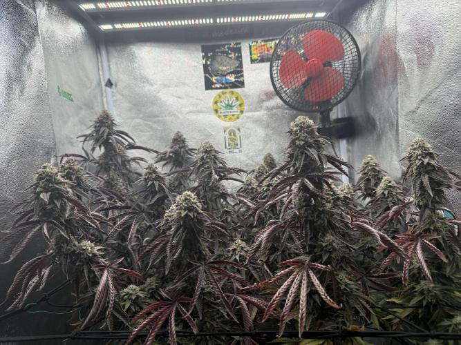 Wizard Trees Broadway Runtz 📺. Week 19