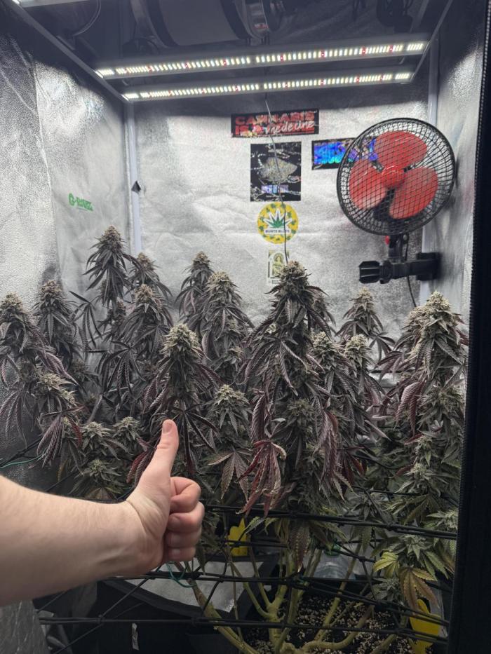 Wizard Trees Broadway Runtz 📺. Week 20