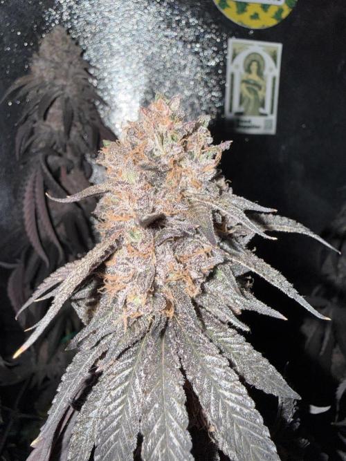 Wizard Trees Broadway Runtz 📺. Week 22