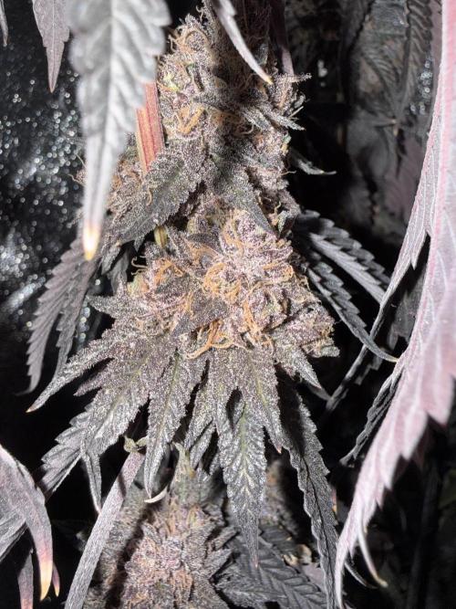 Wizard Trees Broadway Runtz 📺. Week 22