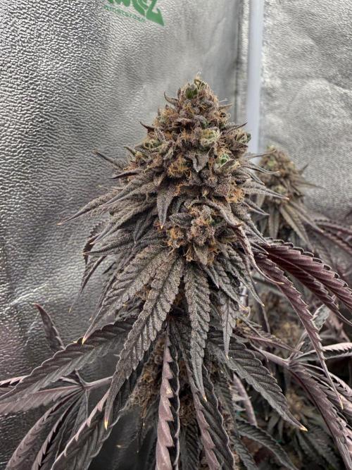 Wizard Trees Broadway Runtz 📺. Week 22