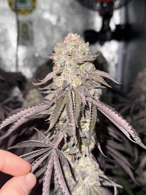 Wizard Trees Broadway Runtz 📺. Week 22