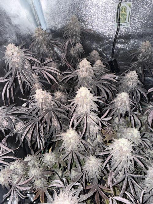 Wizard Trees Broadway Runtz 📺. Week 22