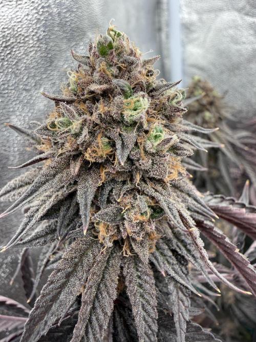 Wizard Trees Broadway Runtz 📺. Week 22