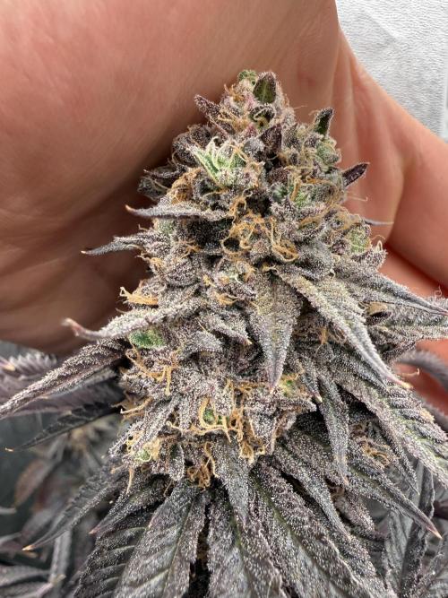 Wizard Trees Broadway Runtz 📺. Week 22