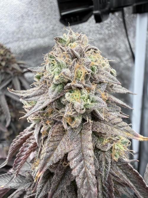 Wizard Trees Broadway Runtz 📺. Week 22