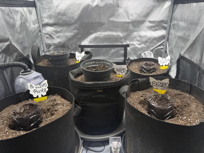 Wizard Trees Tent. Week 0