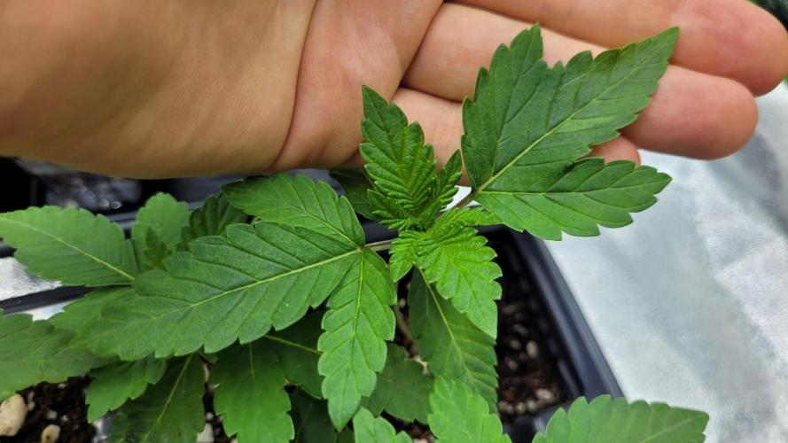 Zowahh V2.0. Week 1 - mutation showing the old DNA link with other species such as maple or grape.