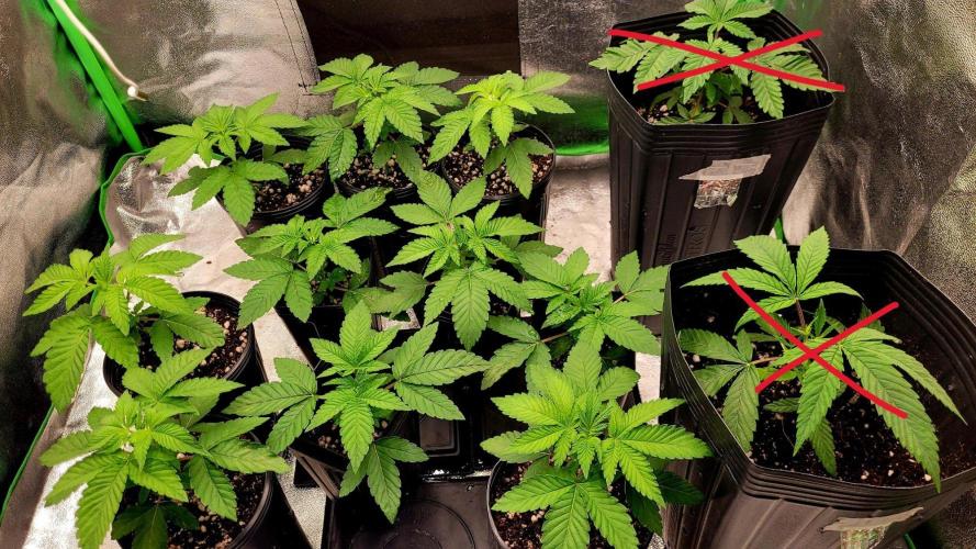 Zowahh V2.0. Week 2 - Ignore the new 2 in the right of the pic (Radical Juice and Chempie).