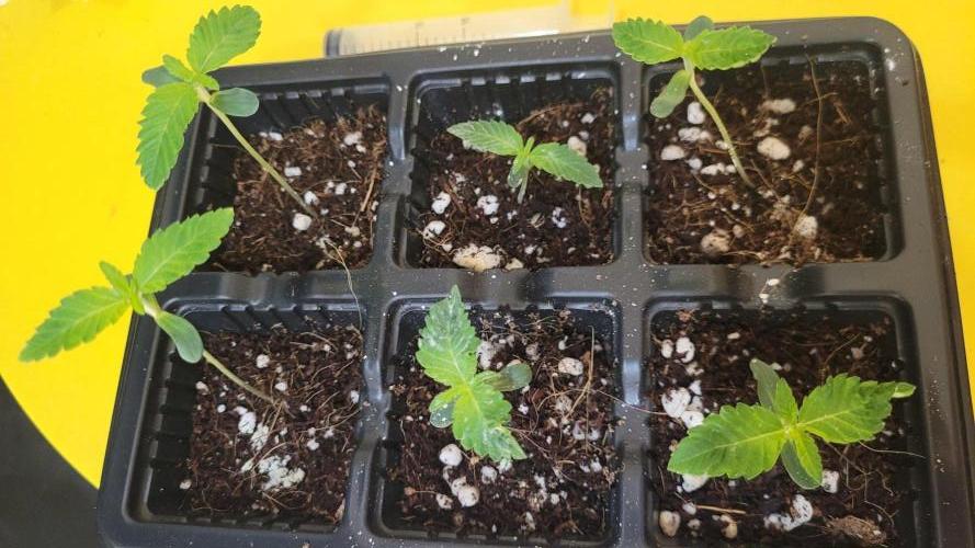Zowahh V2.0. Week 0