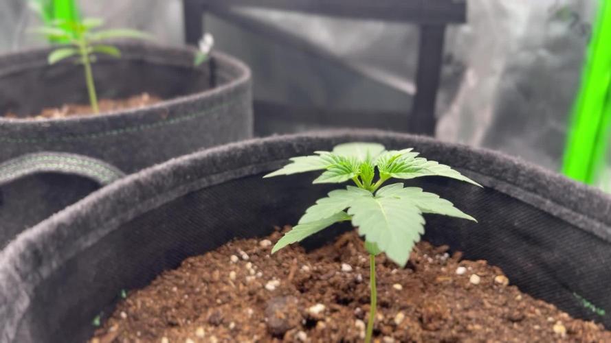 RQS: Easy Bud. Beginner‘s first grow.