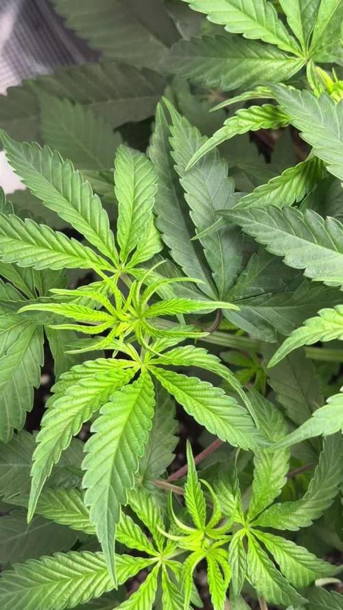 Mission Log: 10th Planet R1