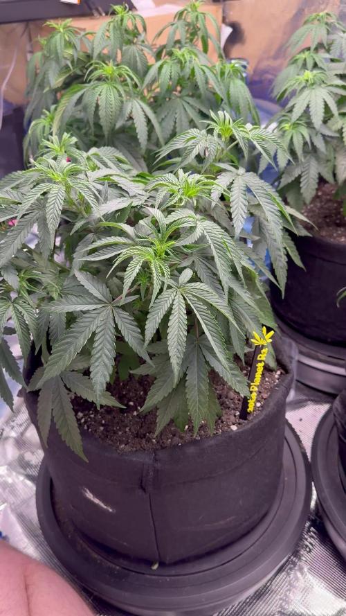 Mission Log: 10th Planet R1