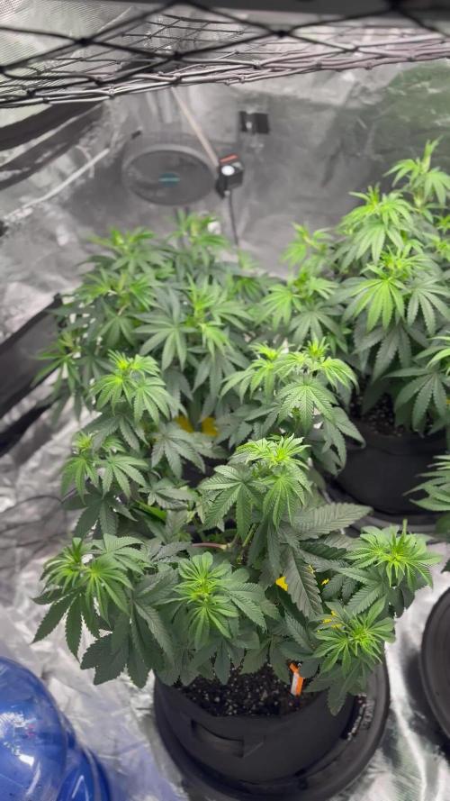 Mission Log: 10th Planet R1