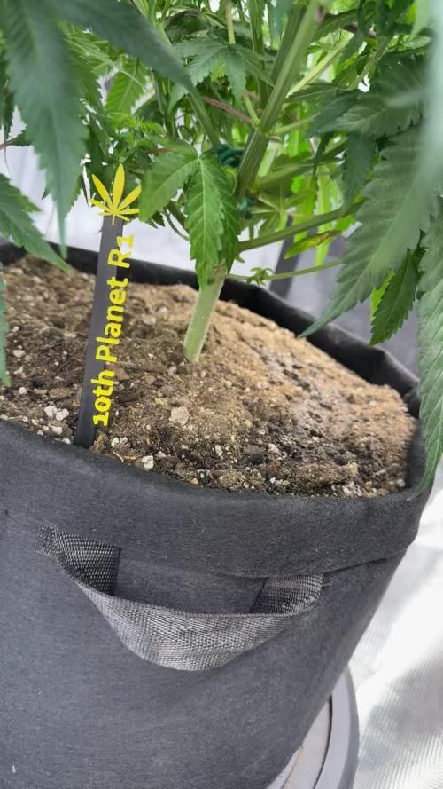 Mission Log: 10th Planet R1