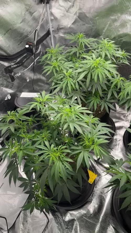 Mission Log: 10th Planet+ Durban Cookies