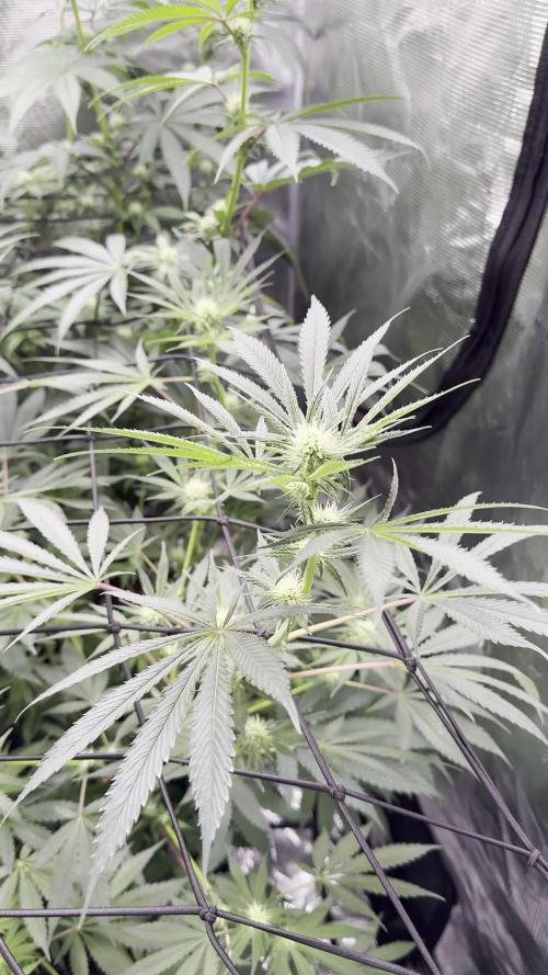 Mission Log: 10th Planet+ Durban Cookies