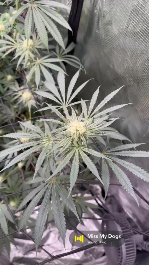 Mission Log: 10th Planet+ Durban Cookies