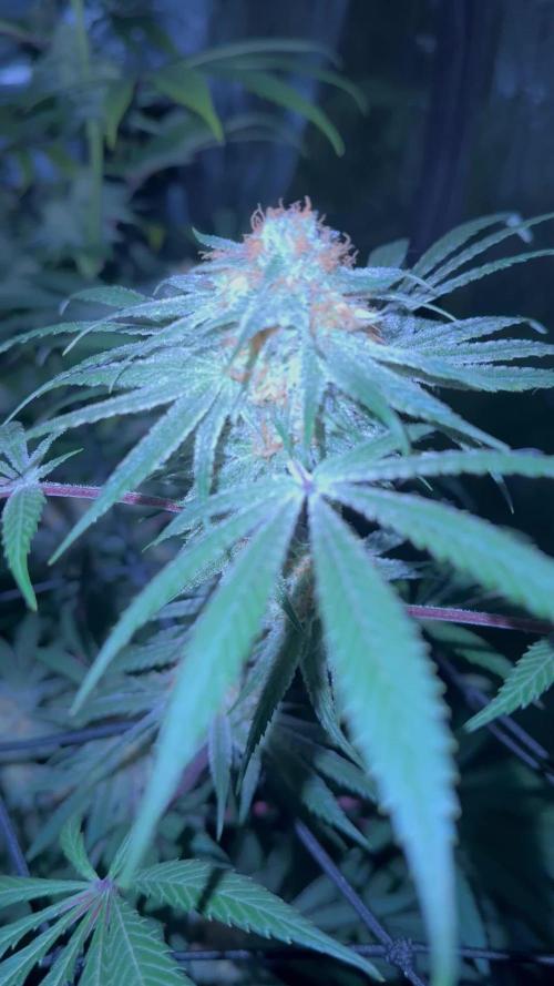 Mission Log: 10th Planet+ Durban Cookies