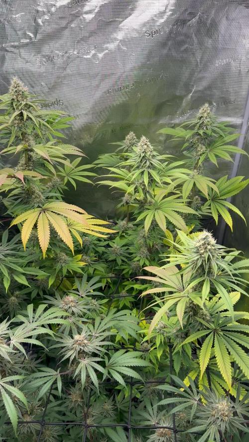 Mission Log: 10th Planet+ Durban Cookies