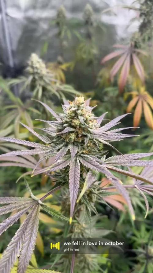 Mission Log: 10th Planet+ Durban Cookies