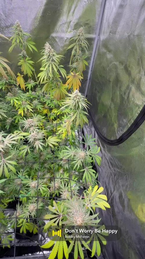 Mission Log: 10th Planet+ Durban Cookies