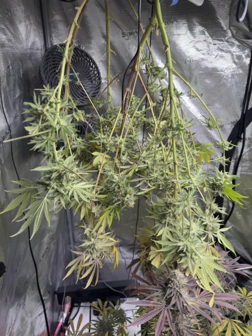 Mission Log: 10th Planet+ Durban Cookies. Week 17