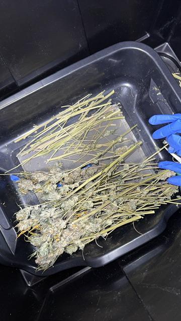 Mission Log: 10th Planet+ Durban Cookies. Week 17