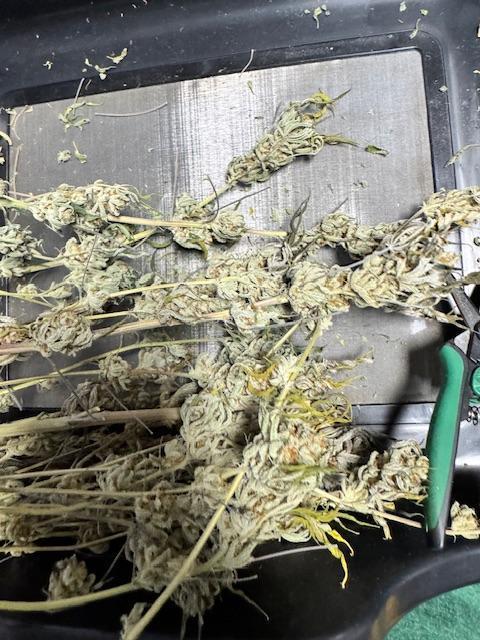 Mission Log: 10th Planet+ Durban Cookies. Week 17