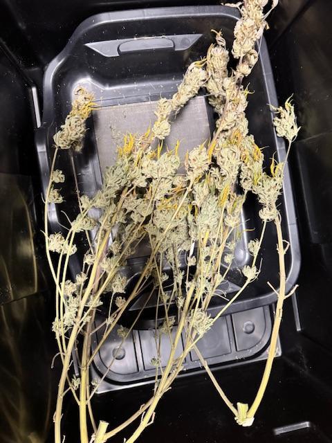 Mission Log: 10th Planet+ Durban Cookies. Week 17