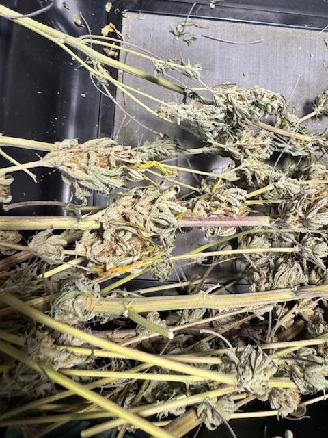 Mission Log: 10th Planet+ Durban Cookies. Week 17